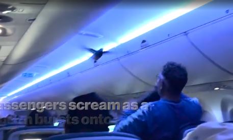 VIDEO Passengers scream as a pigeon bursts onto a Delta Airlines plane