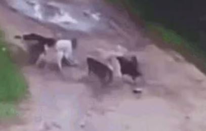 Clip người đàn ông say rượu bị đàn chó hoang cắn xé tử vong