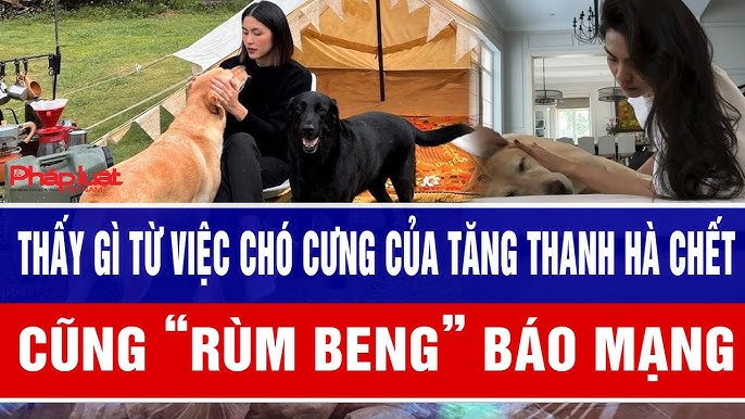 BÌNH LUẬN xung quanh Rùm Beng câu chuyện chú chó của Tăng Thanh Hà