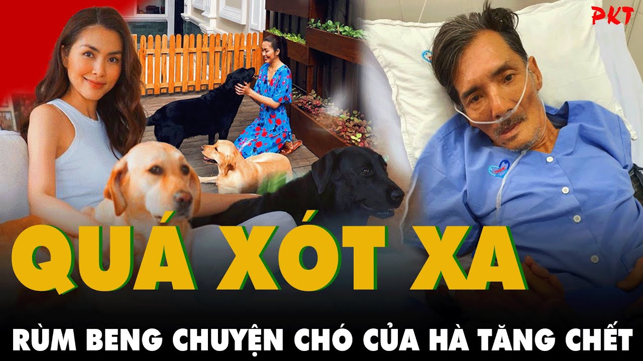 Chó cưng của Tăng Thanh Hà chết được MXH Rùm Beng, TRONG KHI...