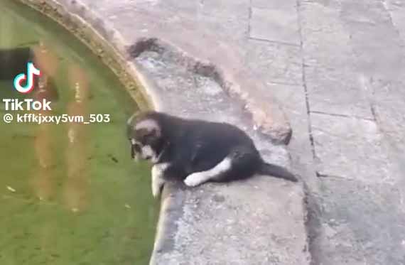 Video compilation of adorable dogs from around the world