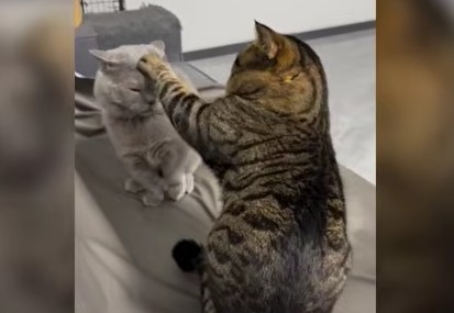 These Funny Cats Are Pure Chaos and Cuteness 😂