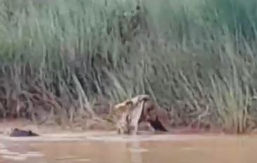 Kinh Hoàng clip người phụ nữ đang tắm ở bờ sông thì bị cá sấu nuốt chửng