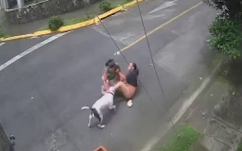 KINH HOÀNG Clip chó Pitbull tấn công người đi đường
