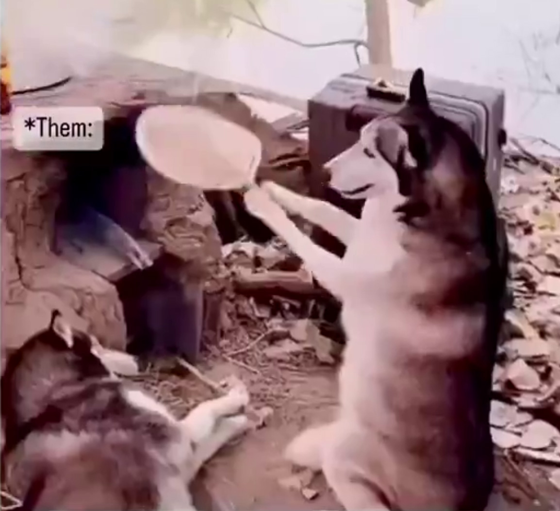 VIDEO The Smartest and Cutest dogs in the world